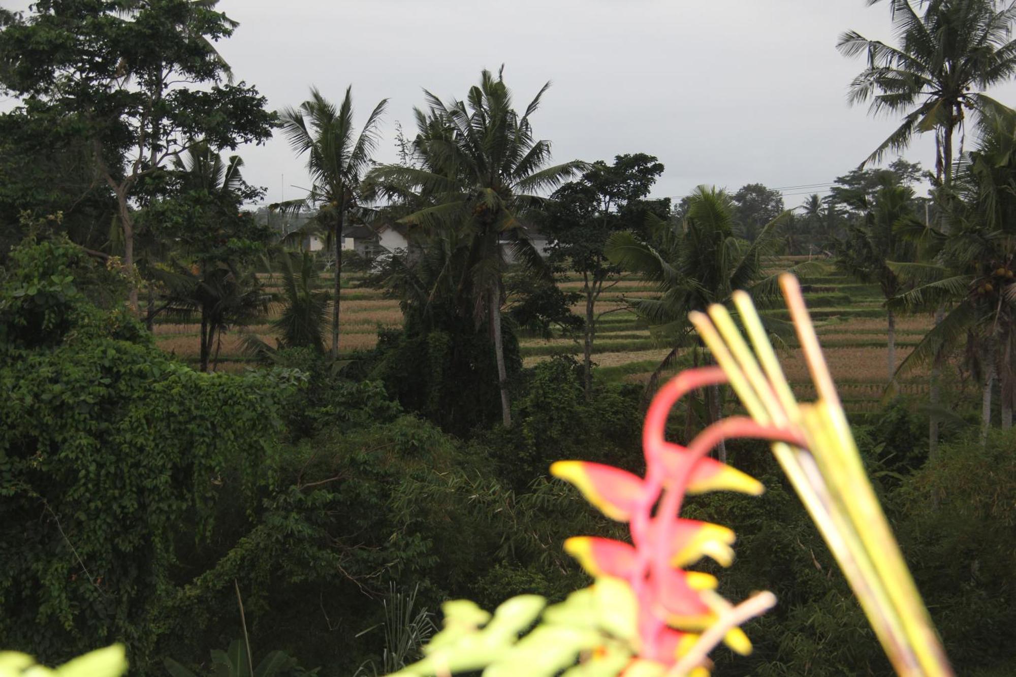 Ogek Home Stay Ubud  Ngoại thất bức ảnh